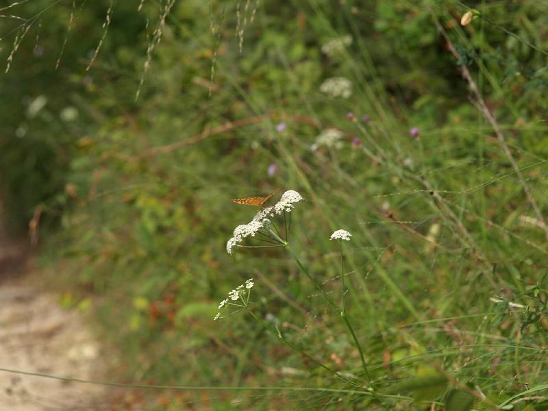 Copy of P9114369.JPG